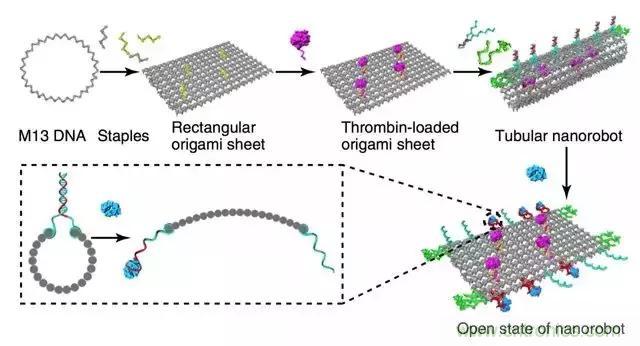 中美科學家聯手，用DNA納米機器人殺死癌細胞